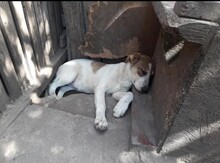PUGNA, Hund, Mischlingshund in Baesweiler - Bild 10