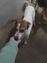 PUGNA, Hund, Mischlingshund in Baesweiler - Bild 14