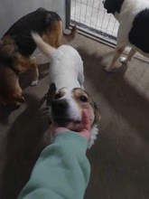 PUGNA, Hund, Mischlingshund in Baesweiler - Bild 15