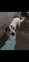 PUGNA, Hund, Mischlingshund in Baesweiler - Bild 16