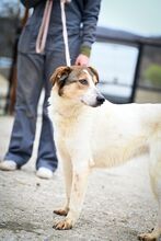 PUGNA, Hund, Mischlingshund in Baesweiler - Bild 2