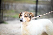 PUGNA, Hund, Mischlingshund in Baesweiler - Bild 3
