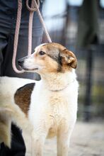 PUGNA, Hund, Mischlingshund in Baesweiler - Bild 4