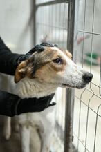 PUGNA, Hund, Mischlingshund in Baesweiler - Bild 7