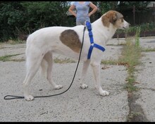 PUGNA, Hund, Mischlingshund in Baesweiler - Bild 9