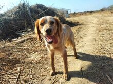 BISCO, Hund, English Setter in Griechenland - Bild 2