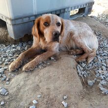 BISCO, Hund, English Setter in Griechenland - Bild 3