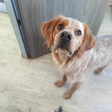 BISCO, Hund, English Setter in Weingarten - Bild 1