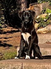 DAISY, Hund, Ostasiatischer Owtcharka in Ungarn - Bild 1