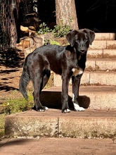 DAISY, Hund, Ostasiatischer Owtcharka in Ungarn - Bild 2