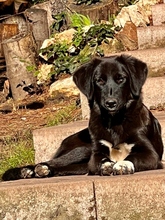 DAISY, Hund, Ostasiatischer Owtcharka in Ungarn - Bild 3