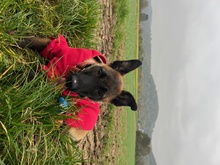 GORDON, Hund, Malinois in Salzwedel - Bild 1