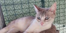 FELICIA, Katze, Siam-Mix in Italien - Bild 1