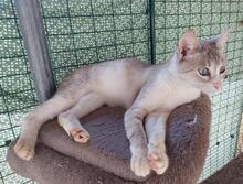 FELICIA, Katze, Siam-Mix in Italien - Bild 2