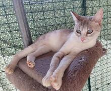 FELICIA, Katze, Siam-Mix in Italien - Bild 4