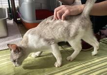 FELICIA, Katze, Siam-Mix in Italien - Bild 7