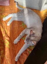 FELICIA, Katze, Siam-Mix in Italien - Bild 8