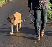 TERESA, Hund, Labrador Retriever in Marienfeld - Bild 2