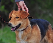 QUIDO, Hund, Mischlingshund in Slowakische Republik - Bild 10