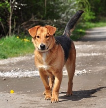 QUIDO, Hund, Mischlingshund in Slowakische Republik - Bild 2