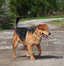 QUIDO, Hund, Mischlingshund in Slowakische Republik - Bild 3