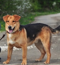 QUIDO, Hund, Mischlingshund in Slowakische Republik - Bild 4