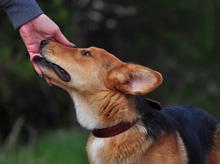 QUIDO, Hund, Mischlingshund in Slowakische Republik - Bild 5