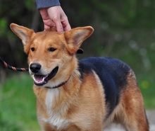 QUIDO, Hund, Mischlingshund in Slowakische Republik - Bild 6