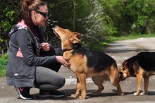 QUIDO, Hund, Mischlingshund in Slowakische Republik - Bild 7