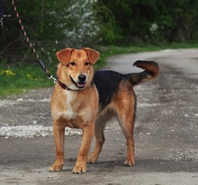 QUIDO, Hund, Mischlingshund in Slowakische Republik - Bild 9