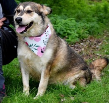 KINGA, Hund, Mischlingshund in Slowakische Republik - Bild 2