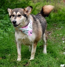 KINGA, Hund, Mischlingshund in Slowakische Republik - Bild 3