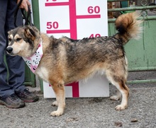 KINGA, Hund, Mischlingshund in Slowakische Republik - Bild 4