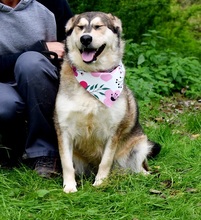 KINGA, Hund, Mischlingshund in Slowakische Republik - Bild 9