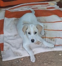 ATLAS, Hund, Mischlingshund in Griechenland - Bild 1