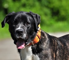 ZAK, Hund, Mischlingshund in Slowakische Republik - Bild 1