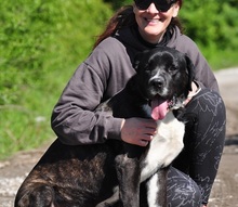 ZAK, Hund, Mischlingshund in Slowakische Republik - Bild 10