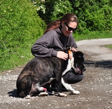 ZAK, Hund, Mischlingshund in Slowakische Republik - Bild 11