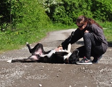 ZAK, Hund, Mischlingshund in Slowakische Republik - Bild 12