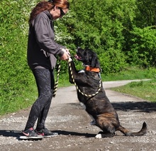 ZAK, Hund, Mischlingshund in Slowakische Republik - Bild 3