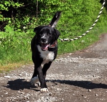 ZAK, Hund, Mischlingshund in Slowakische Republik - Bild 4