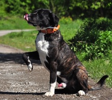 ZAK, Hund, Mischlingshund in Slowakische Republik - Bild 5