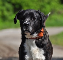 ZAK, Hund, Mischlingshund in Slowakische Republik - Bild 6