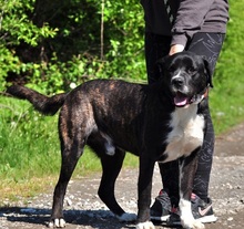 ZAK, Hund, Mischlingshund in Slowakische Republik - Bild 7