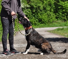 ZAK, Hund, Mischlingshund in Slowakische Republik - Bild 8