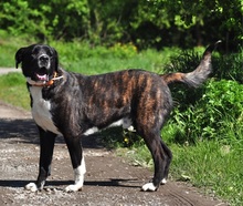 ZAK, Hund, Mischlingshund in Slowakische Republik - Bild 9