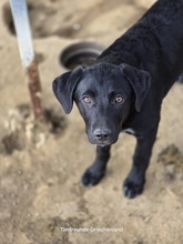 LETITZA, Hund, Mischlingshund in Griechenland - Bild 1