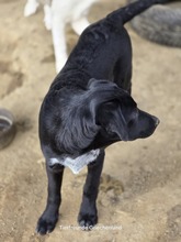 LETITZA, Hund, Mischlingshund in Griechenland - Bild 2