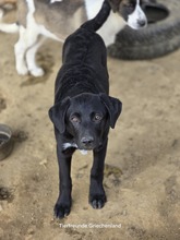 LETITZA, Hund, Mischlingshund in Griechenland - Bild 3