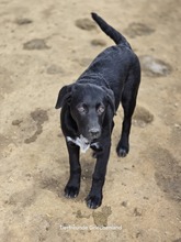 LETITZA, Hund, Mischlingshund in Griechenland - Bild 4